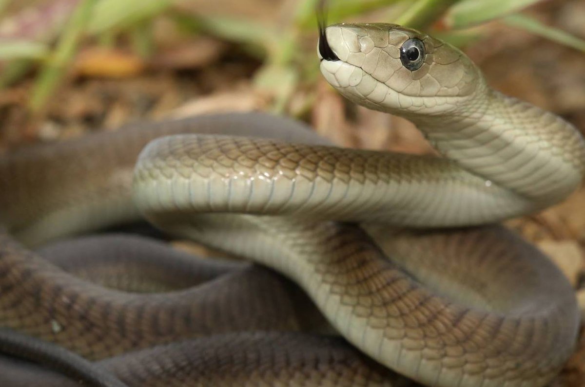 Black Mamba (Dendroaspis polylepis)