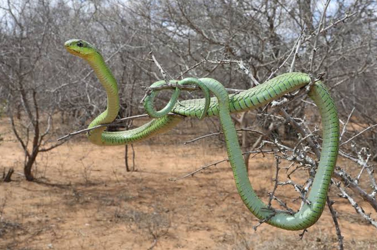 Boomslang (Dispholidus typus)