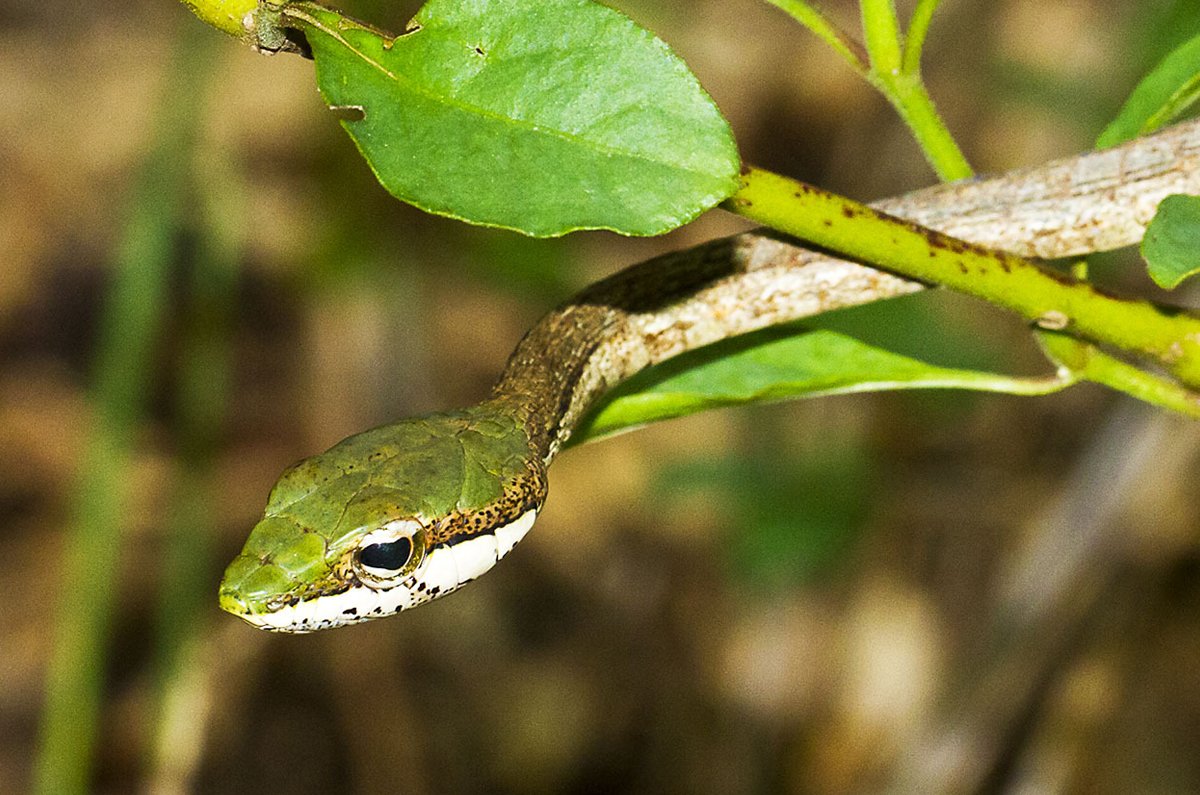 Eastern Vine Snake (Thelotornis mossambicanus)