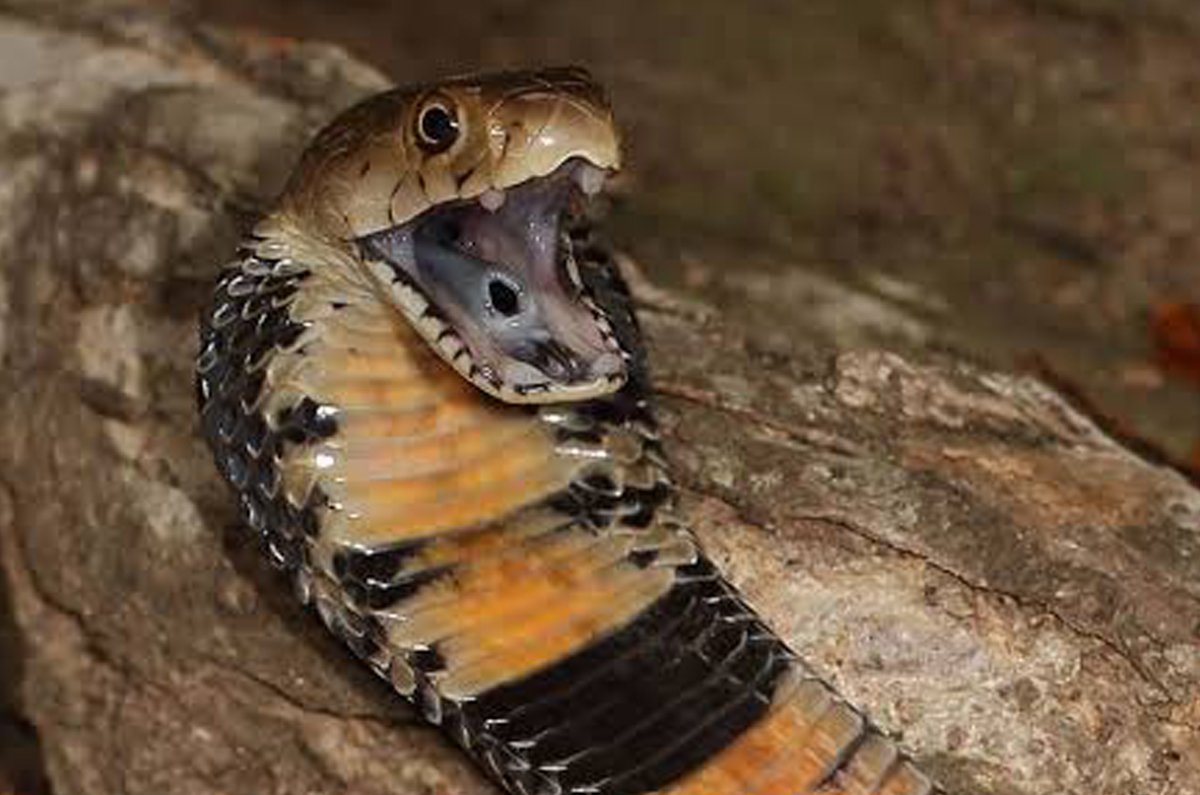Mozambique Spitting Cobra (Naja mossambica)