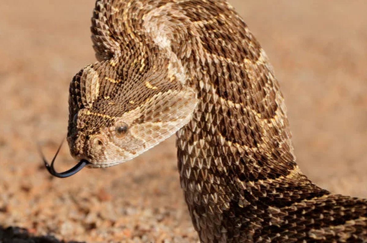 Puff Adder (Bitis arietans)