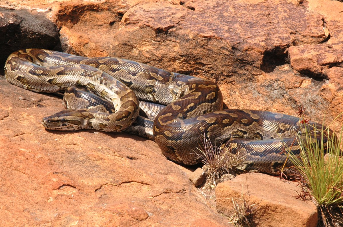 Python (Python natalensis)