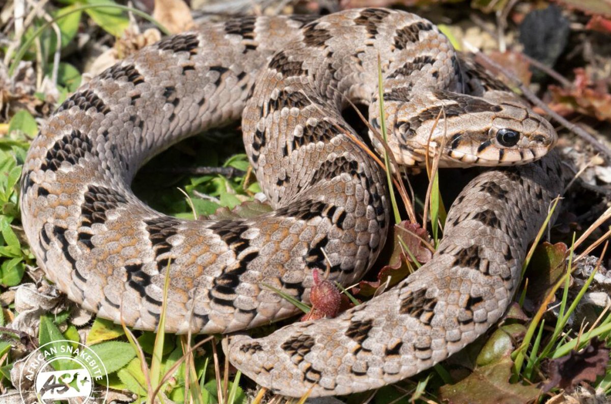 Rhombic Night Adder (Causus rhombeatus)