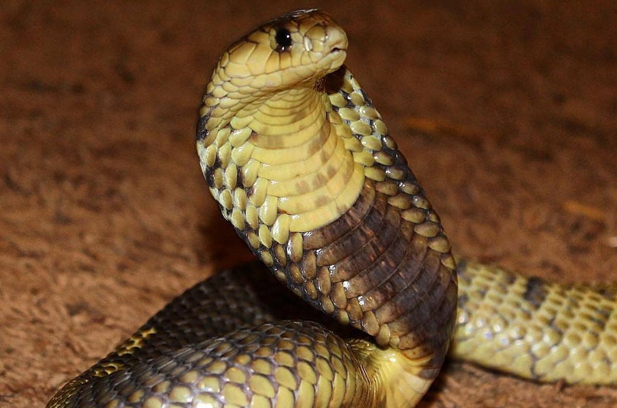 Snouted-Cobra-(Naja-annulifera)