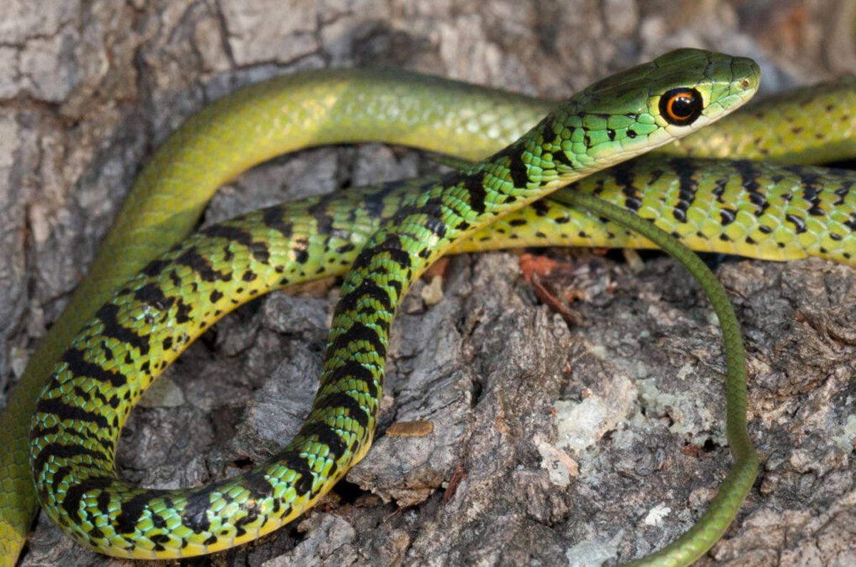 Spotted Bush Snake (Philothamnus semivariegatus)